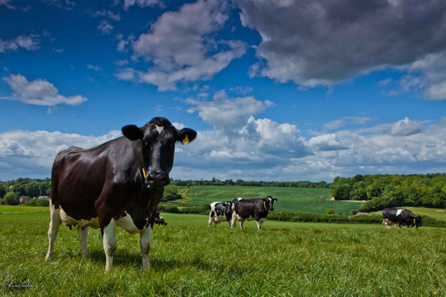 unpasteurised dairy herd in kent