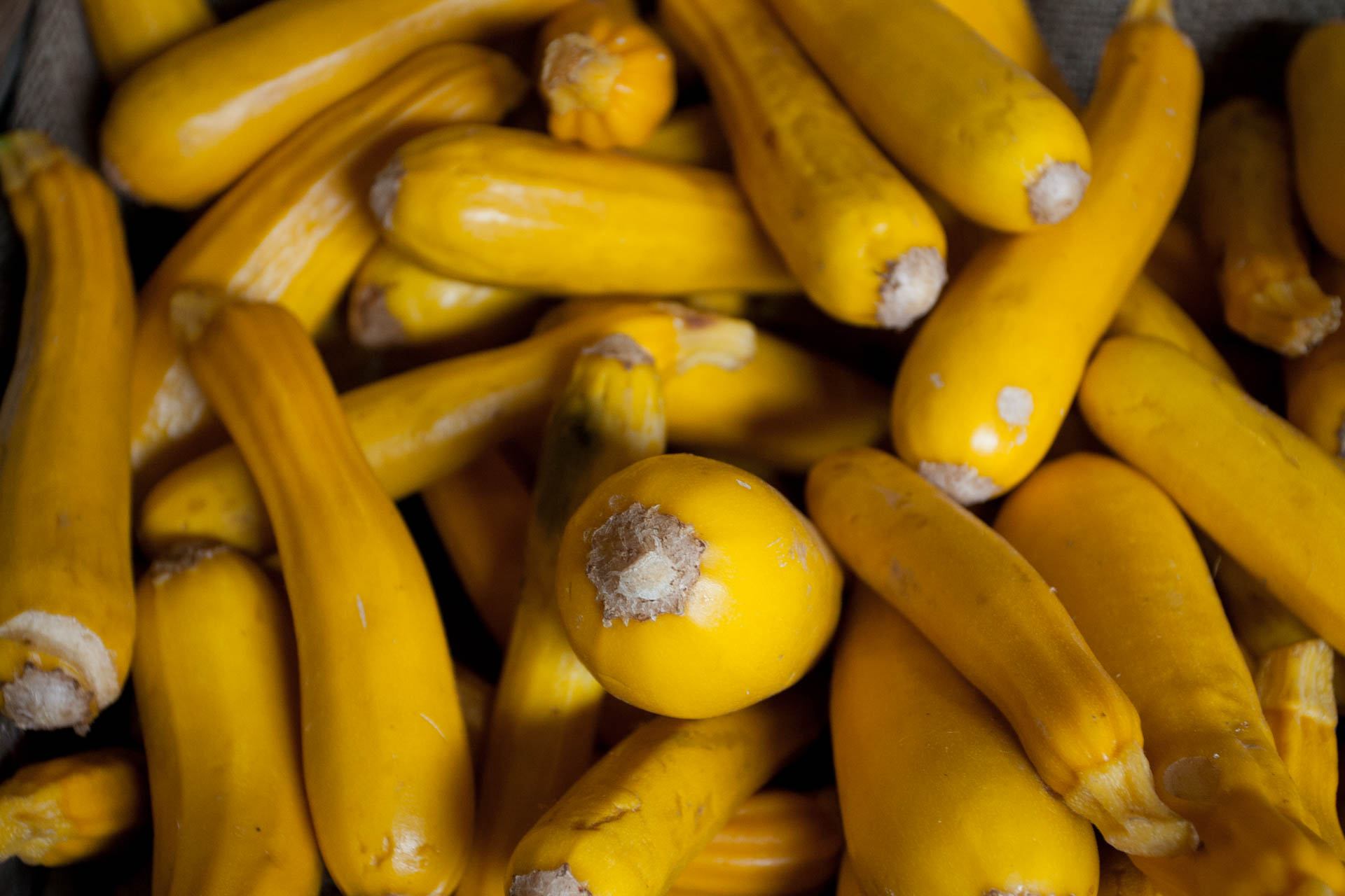 Yellow heritage courgettes grown in Kent