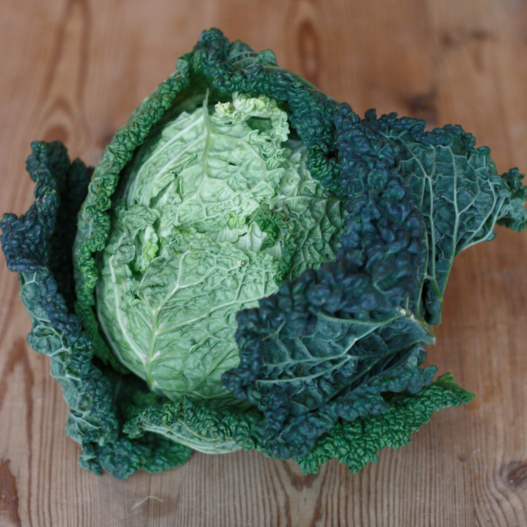 Savoy Cabbage The Goods Shed