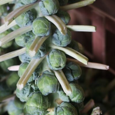 Brussel Sprout Tree